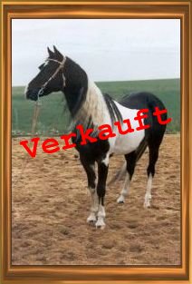 Zur Bildergalerie: Bitte klicken