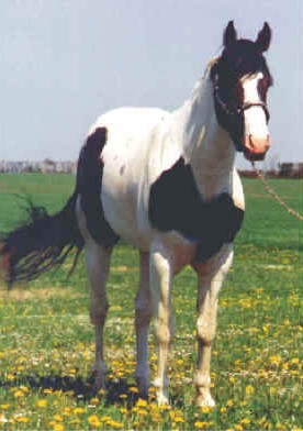 JJ Bar King (Billys Vater)