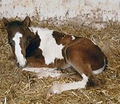 Billys Nachzucht (Stallion 2003) Billys Nachzucht (Stallion 2003)