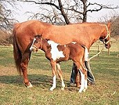 Billys Nachzucht (Stallion 2003) Billys Nachzucht (Stallion 2003)