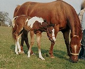 Billys Nachzucht (Stallion 2003) Billys Nachzucht (Stallion 2003)