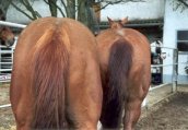 Links: Firebird Dellorianace ('Fire') - Rechts: TL Ima Gay Bar Peppy ('Leo') Links: Firebird Dellorianace ('Fire') - Rechts: TL Ima Gay Bar Peppy ('Leo')