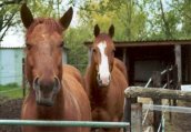 Links: Firebird Dellorianace ('Fire') - Rechts: TL Ima Gay Bar Peppy ('Leo') Links: Firebird Dellorianace ('Fire') - Rechts: TL Ima Gay Bar Peppy ('Leo')