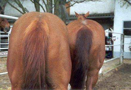 Links: Firebird Dellorianace ('Fire') - Rechts: TL Ima Gay Bar Peppy ('Leo')