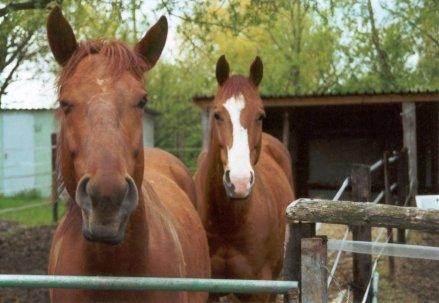 Links: Firebird Dellorianace ('Fire') - Rechts: TL Ima Gay Bar Peppy ('Leo')